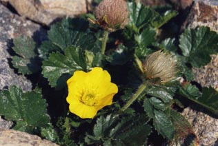 Geum montanum